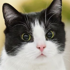 MrCat