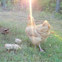 Buff Orpington Life logo