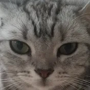 ねこと一人暮らし