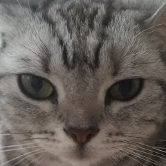 ねこと一人暮らし