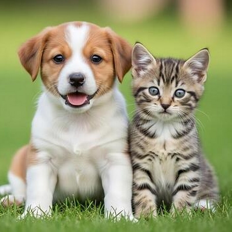 US Cute Pets profile avatar