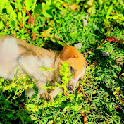 FUNNY VIDEOS CREATOR