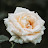 @Little_White-Rose