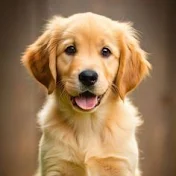 Mr Doggo