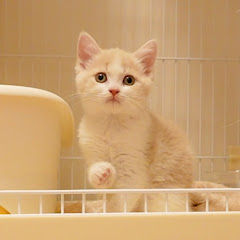 猫のゆきのじょーアイコン画像