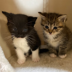 兄猫弟猫アイコン画像