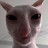 @FreakyJamestheCat Avatar