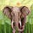 @MirandaRandle Avatar