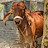 @rahulroy6724's avatar