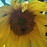 Araim1rvqdw-channel-avatar-Carine's garden Homestead 