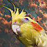 a6aKus2MFXw-channel-avatar-Parrot's Corner