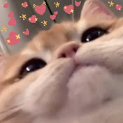 Relatable Cats