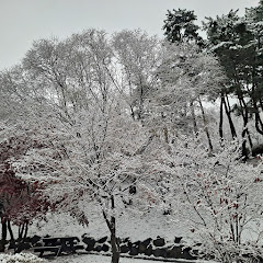🌟청천초원-靑天初願🌟