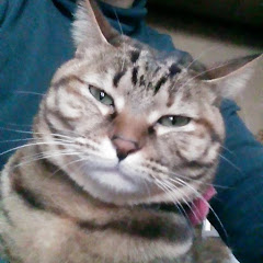 ねこのたまびびぷぅ