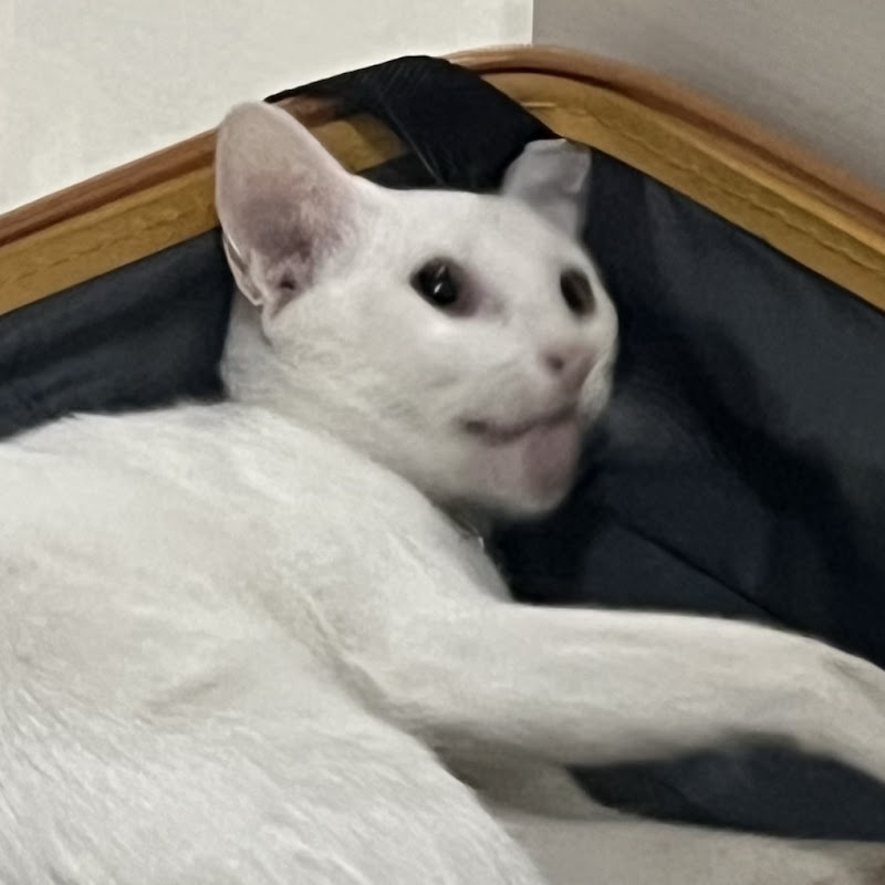 ughbonnie