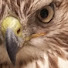 Oc7VLd_Ofz8-channel-avatar-Falconry With Btal