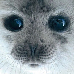 Coco channel avatar