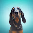 qudCxHGTyyg-channel-avatar-DogHouseTV+ Entertainment