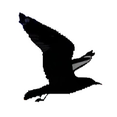 larus canusアイコン画像