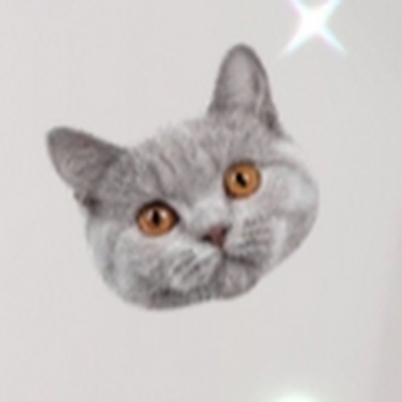 리뷰하는 고양이