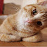 QHw7Mb6ZWWk-channel-avatar-Kitty Says Hi