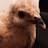 @eggsamillion's avatar