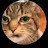 @misternibore's avatar