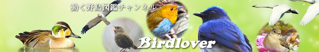 Birdlover.jp YouTube channel avatar