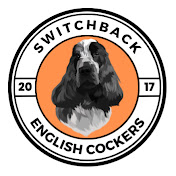Switchback English Cocker Spaniels