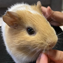 ショウの日常