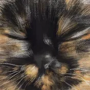 ねこてん