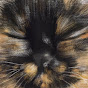 ねこてん