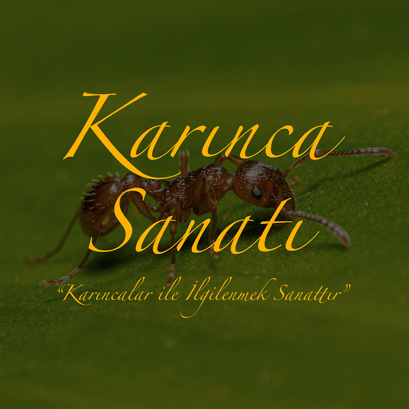 Karınca Sanatı