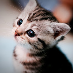 スカッとワンちゃん