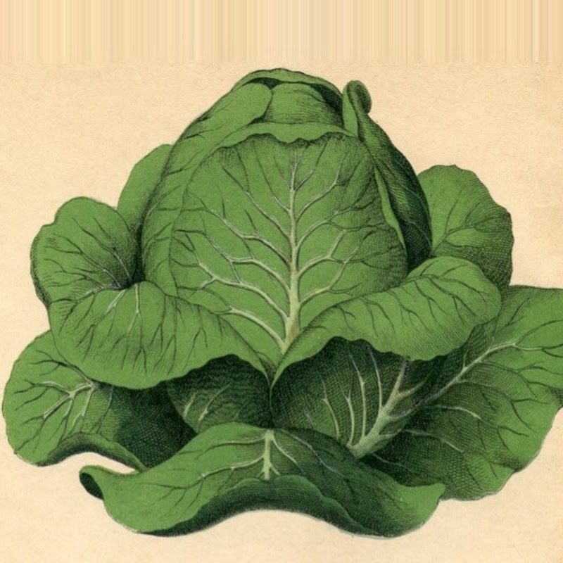 CabbageKing