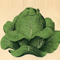 CabbageKing