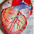 CARDIOLOGY CASES