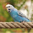 xyzYAEv36_M-channel-avatar-animals world