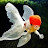 @ARAfish31727 Avatar