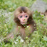 dKzmBkaKpVo-channel-avatar-Life of Monkey