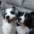 YOi8XuAMTQM-channel-avatar-Pet eating ASMR (guagua and titi)