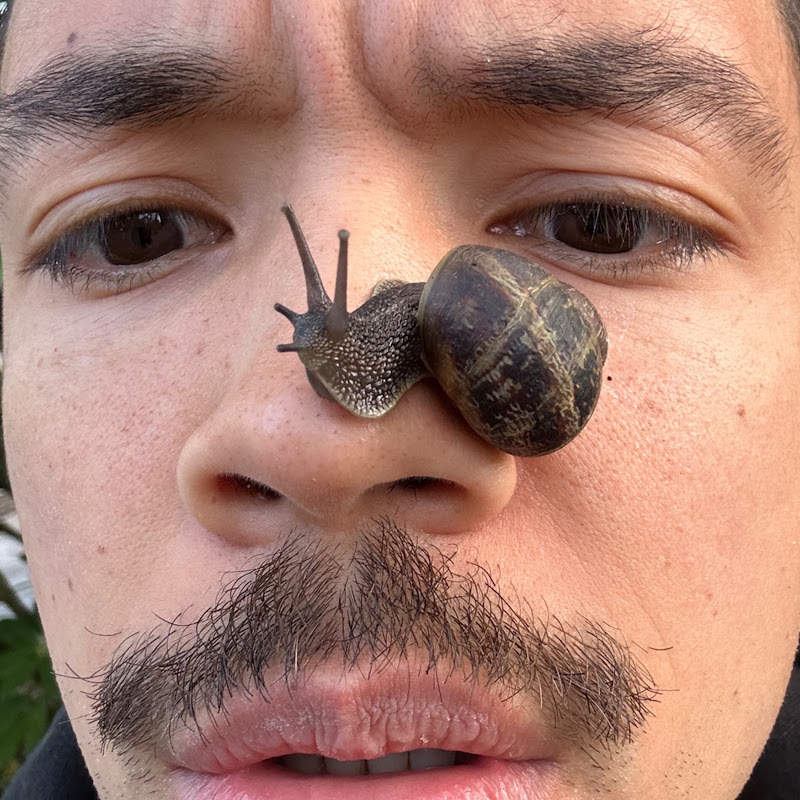 Cary The Snail