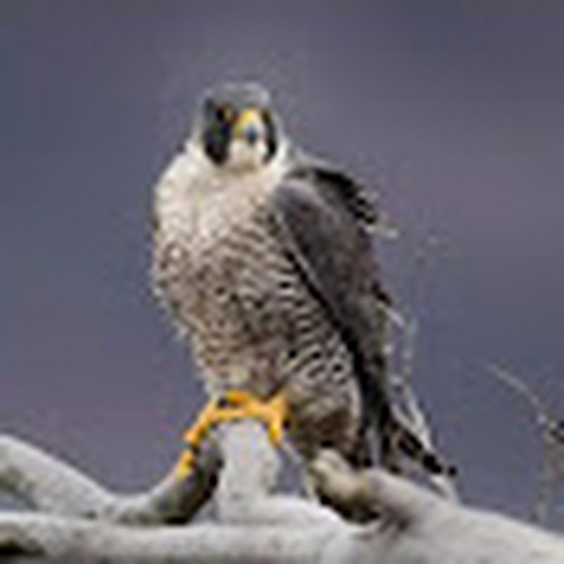 Hire DAKU_GUJJAR² — Beauty & Makeup Tutorials/Reviews YouTube creator for sponsorships