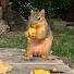 WLwgP_MTiHs-channel-avatar-Squirrels at The Maple Tree