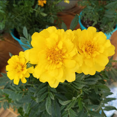 Connection of Lives & Interests 2020