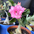 bUrn66j4TCQ-channel-avatar-Plantitas time