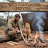 Wild Companions Survival