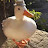 @juniperduck-t8g