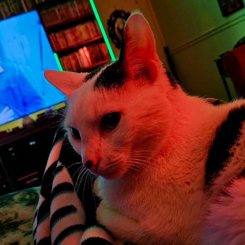 Caturday Nite at the Movies