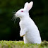 MZI-AP1e7OA-channel-avatar-Dehati Animal lover